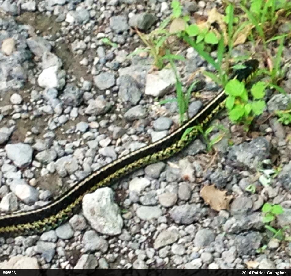 Eastern Gartersnake