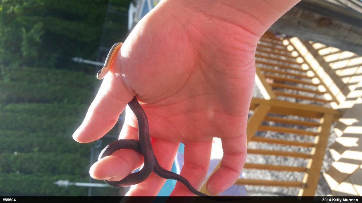 Northern Ring-necked Snake