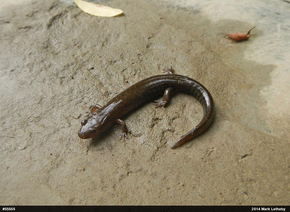 Northern Dusky Salamander