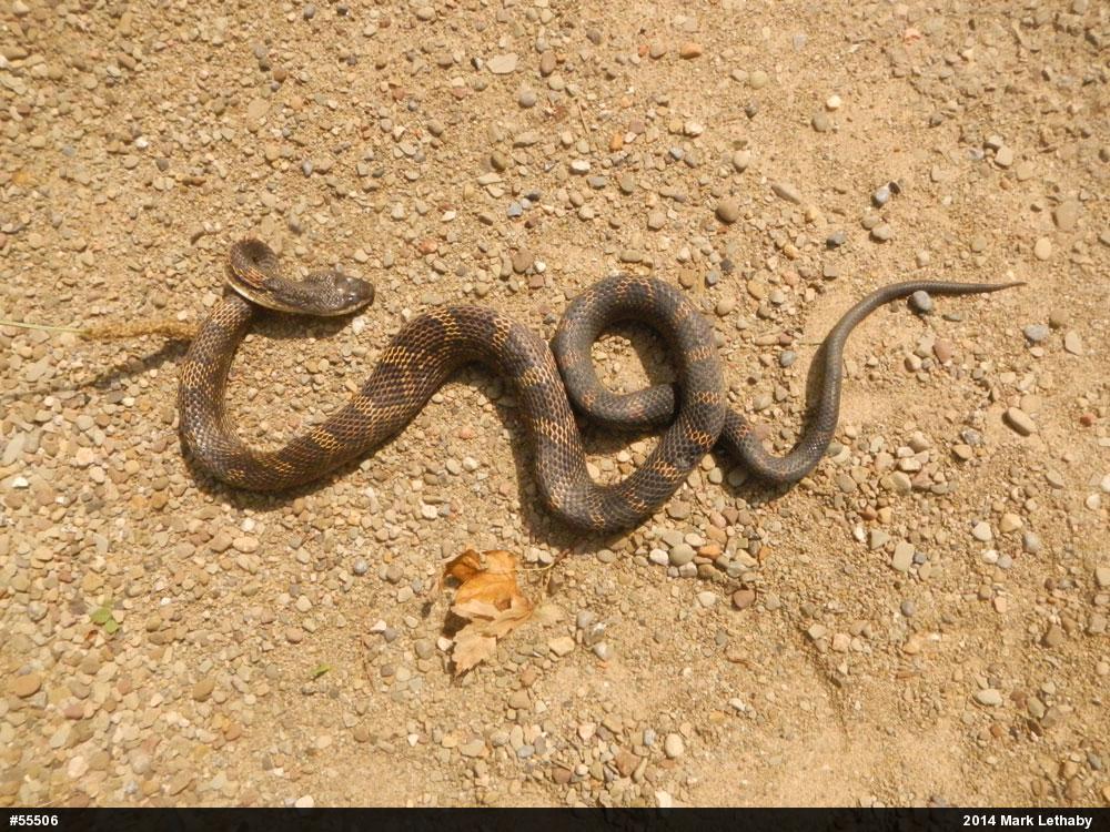 Eastern Ratsnake