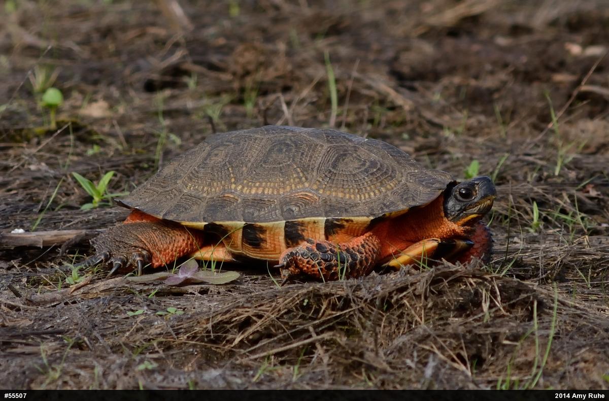 Wood Turtle