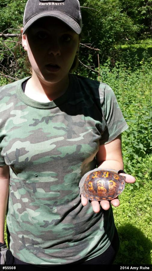 Eastern Box Turtle