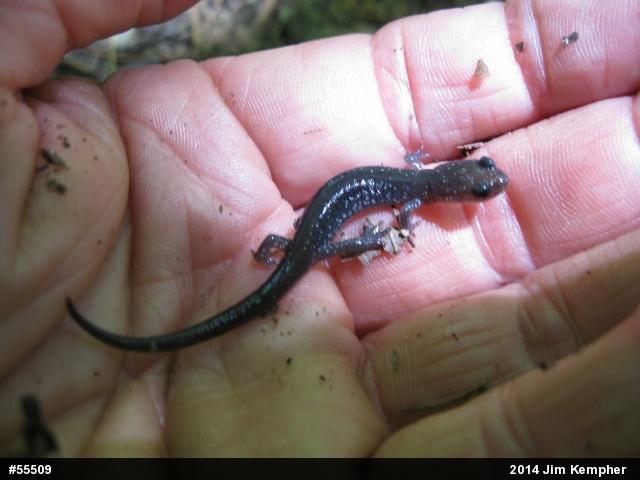 Wehrle's Salamander