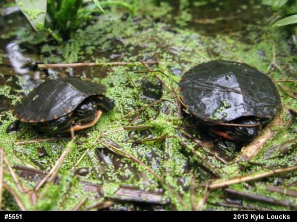 Eastern Painted Turtle