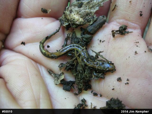 Allegheny Mountain Dusky Salamander