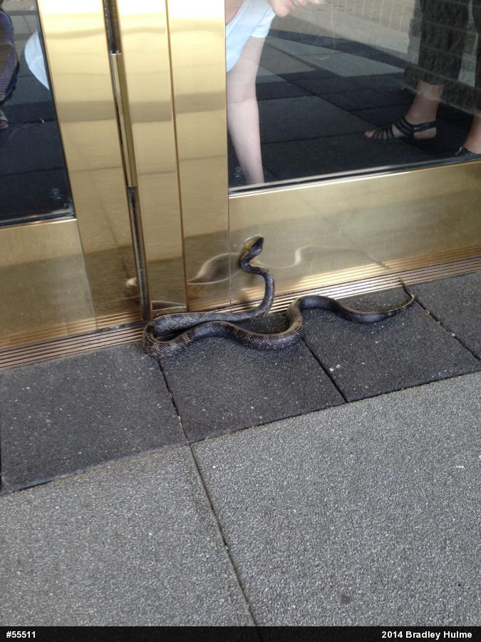 Eastern Ratsnake