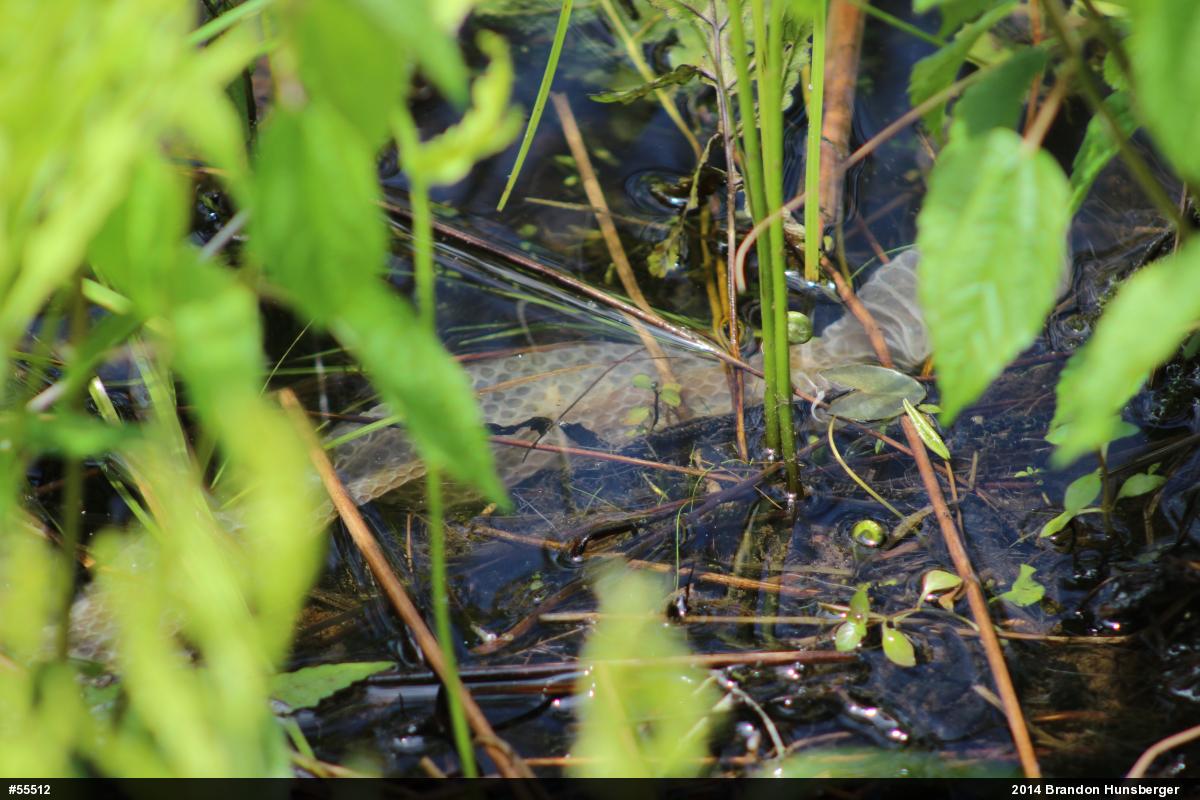 Northern Watersnake