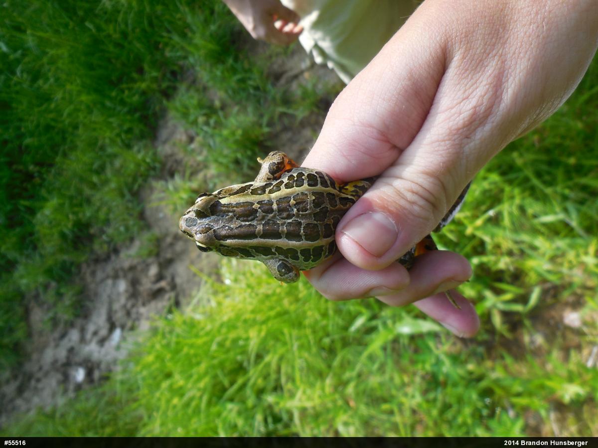 Pickerel Frog