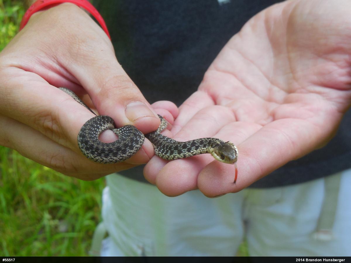 Eastern Gartersnake