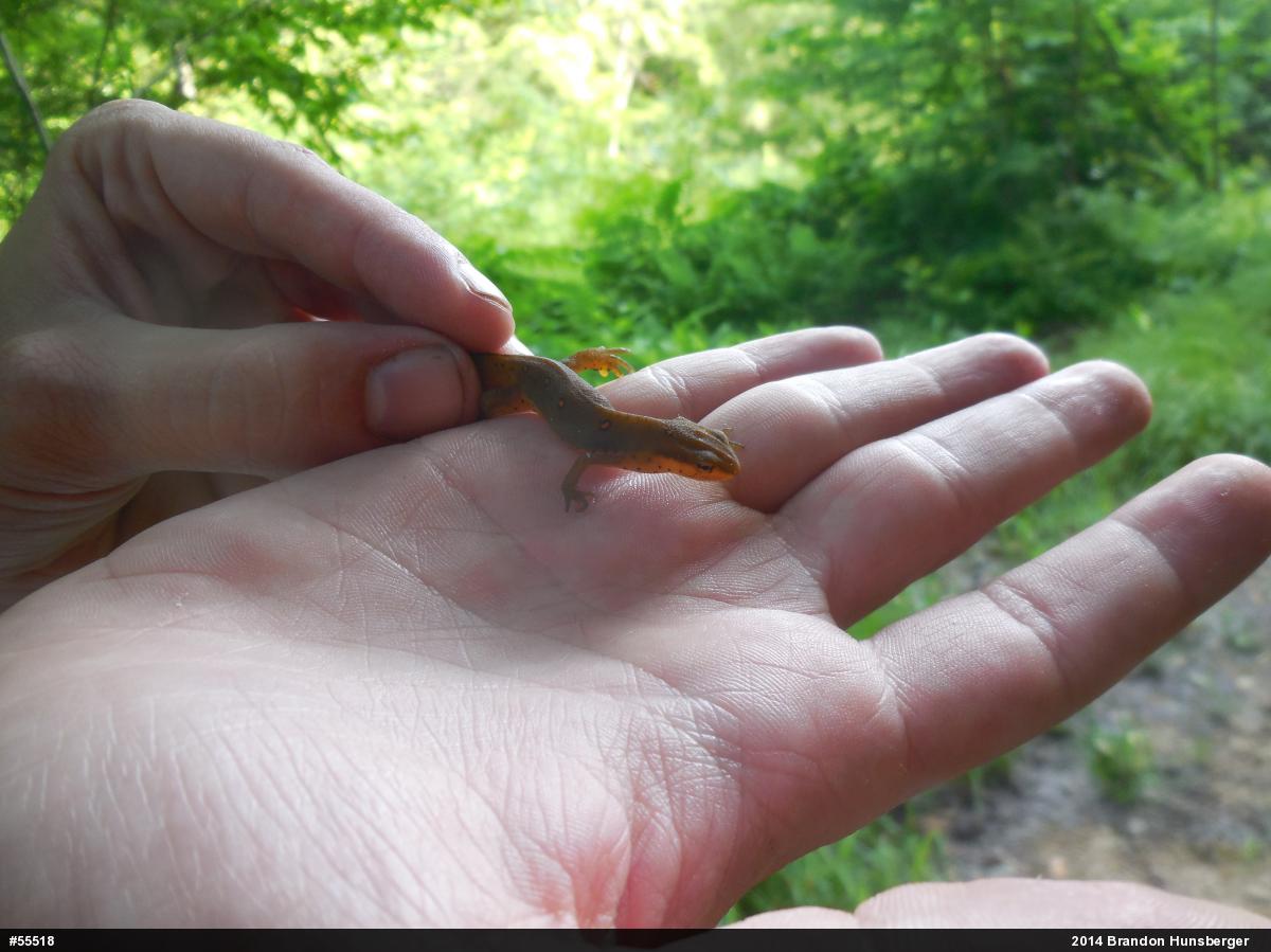 Red-spotted Newt