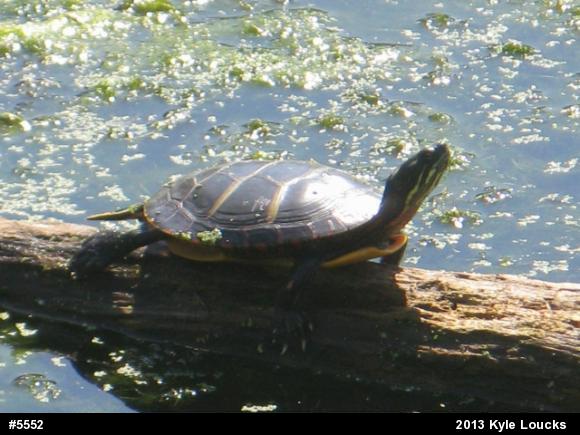 Eastern Painted Turtle