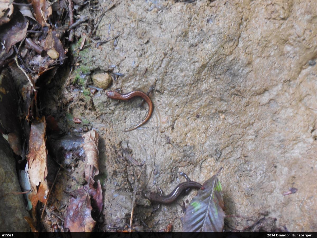 Allegheny Mountain Dusky Salamander