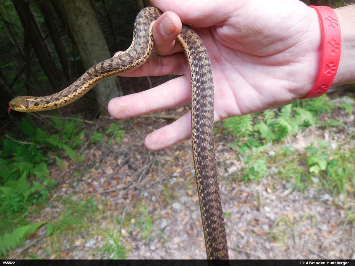 Eastern Gartersnake