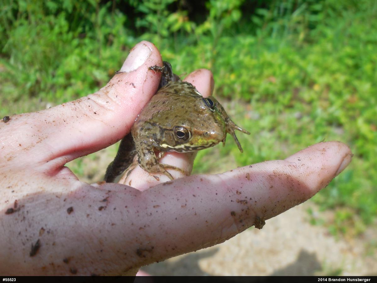 Green Frog