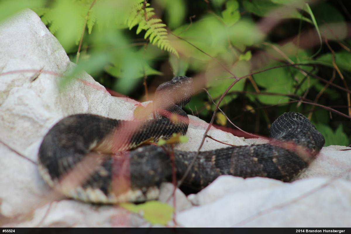 Timber Rattlesnake
