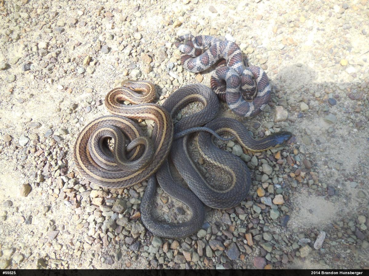 Shorthead Gartersnake