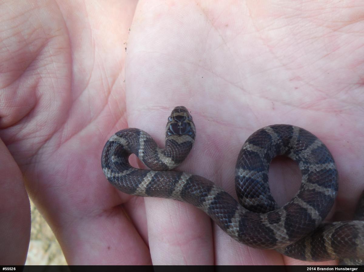 Eastern Milksnake