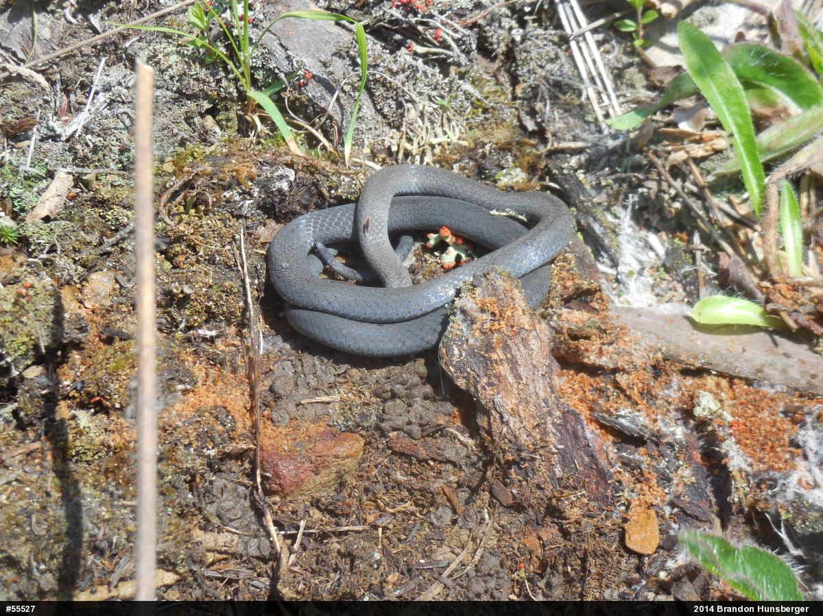 Northern Ring-necked Snake