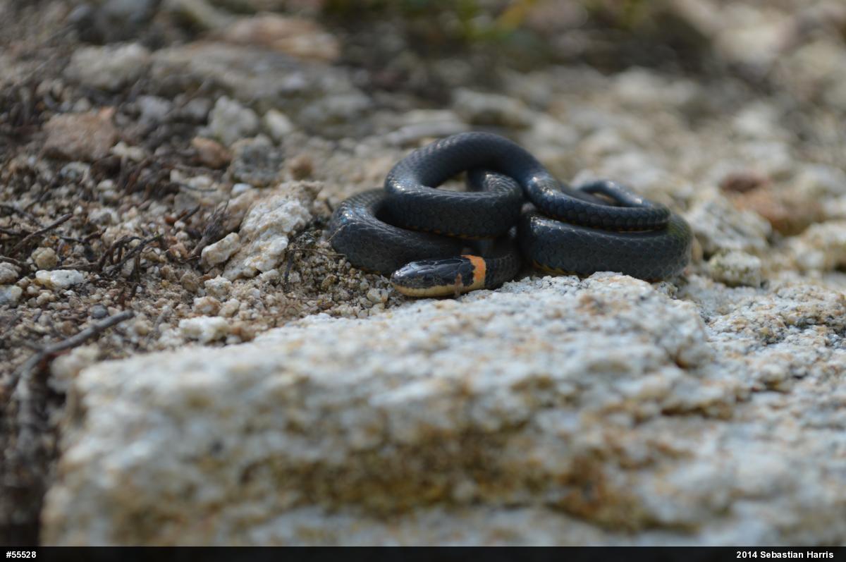 Northern Ring-necked Snake