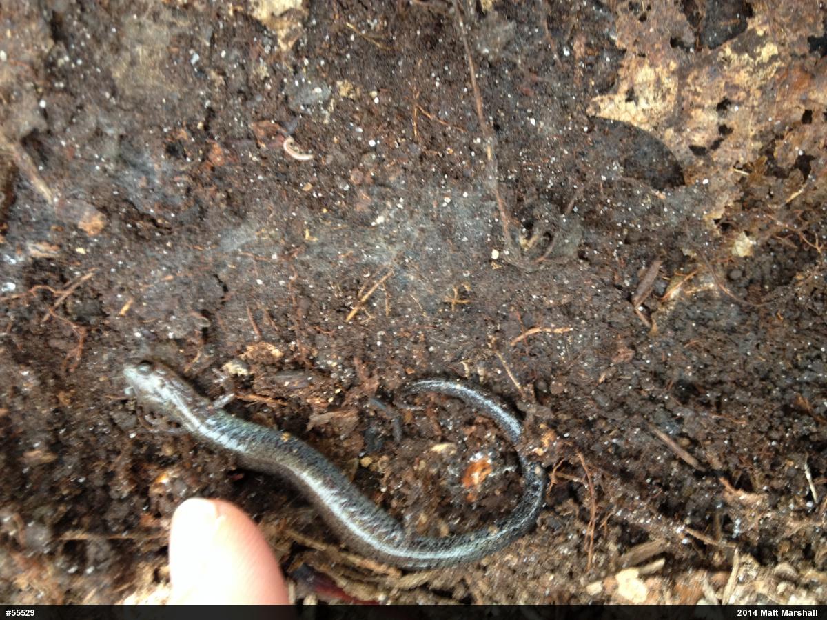 Valley And Ridge Salamander
