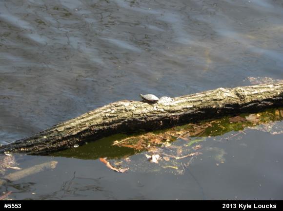Eastern Painted Turtle