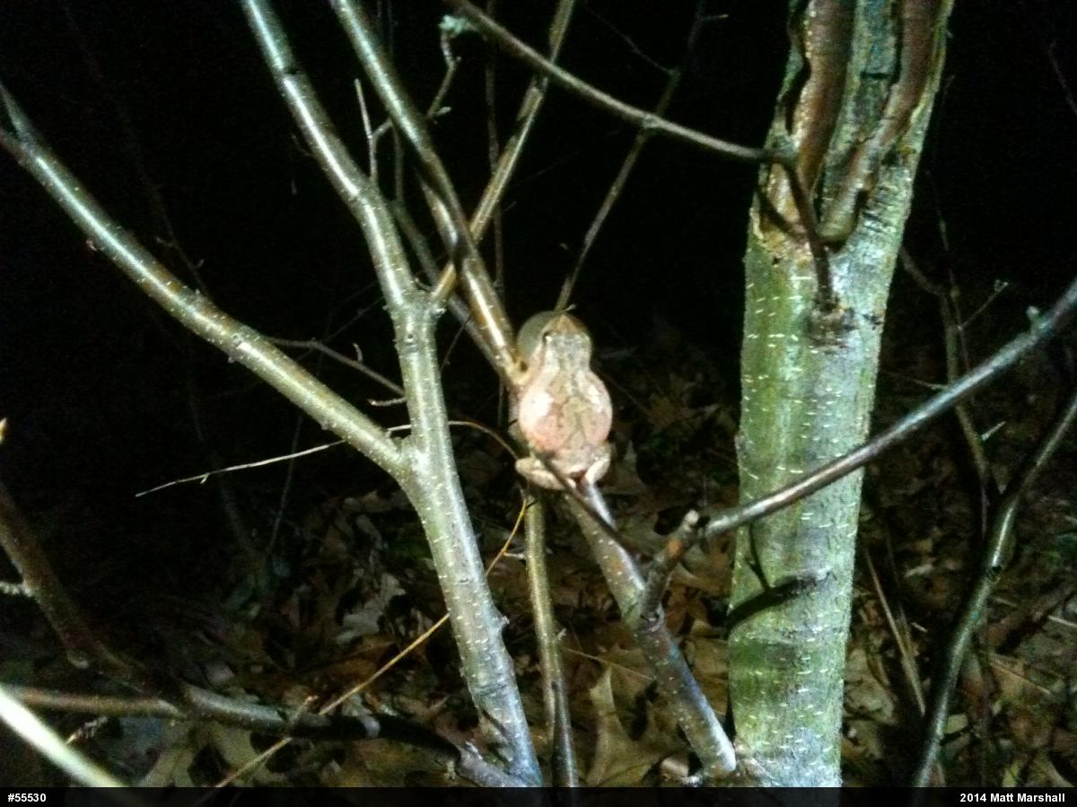 Spring Peeper