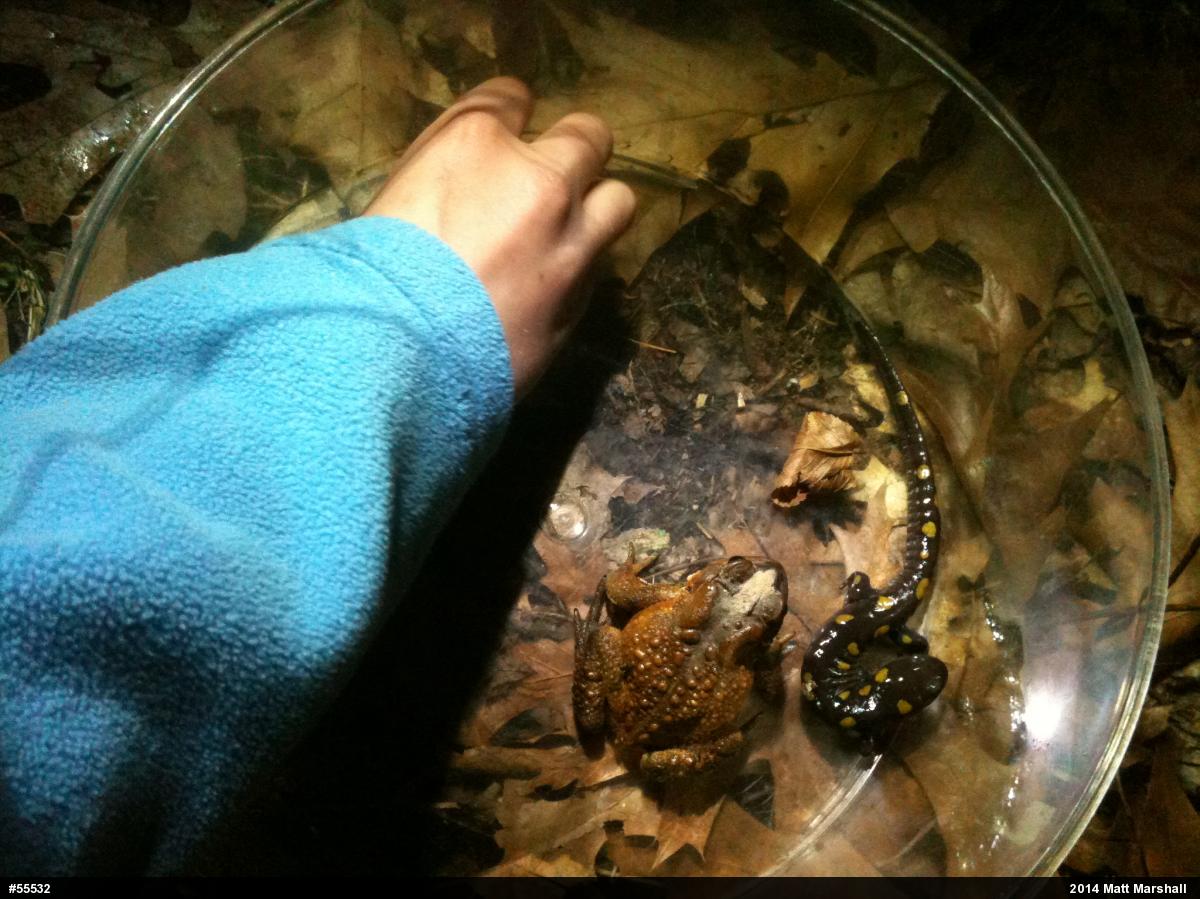 Spotted Salamander