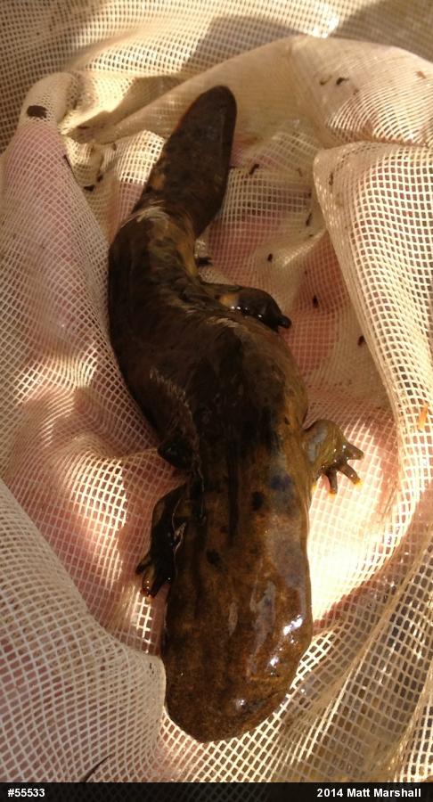 Eastern Hellbender