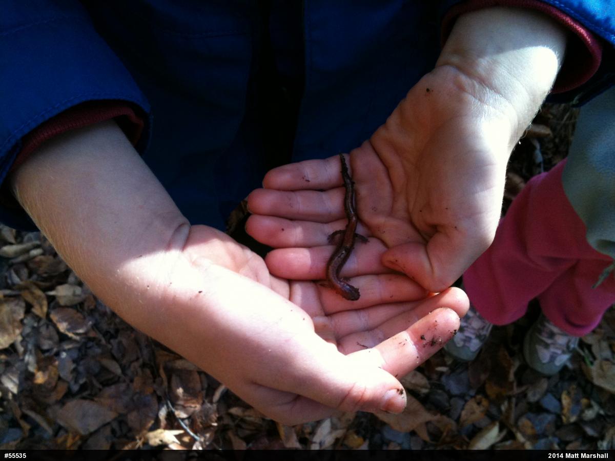 Eastern Red-backed  Salamander