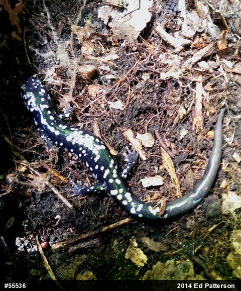 Northern Slimy Salamander
