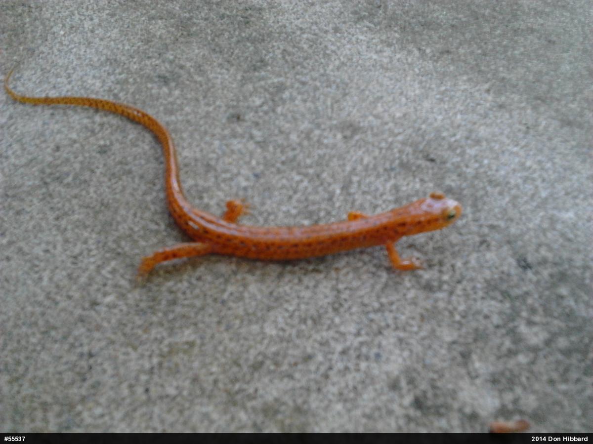 Eastern Long-tailed Salamander