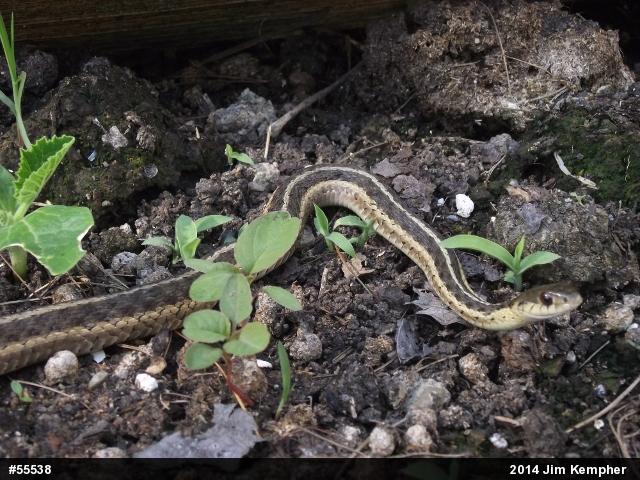 Eastern Gartersnake