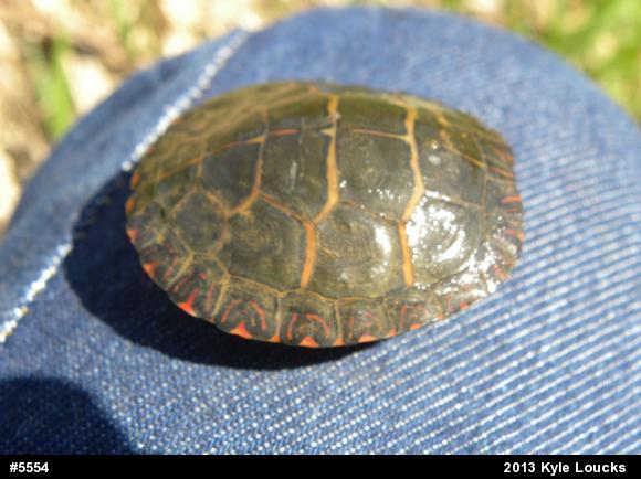 Eastern Painted Turtle