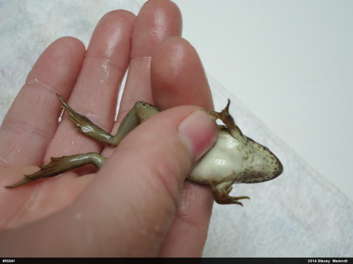 Green Frog