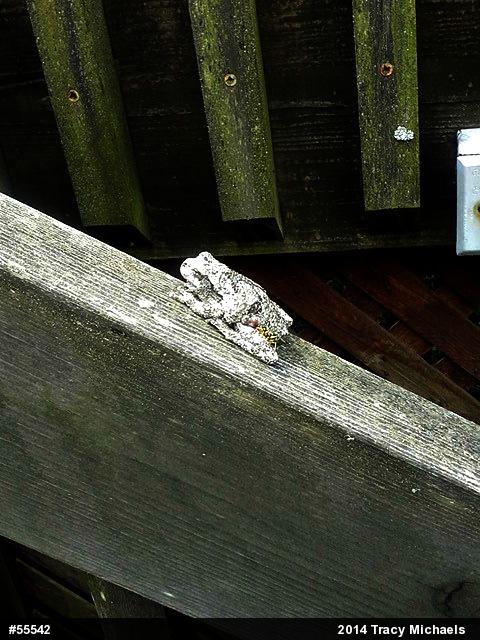 Gray Treefrog