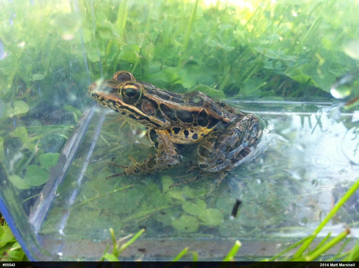 Pickerel Frog