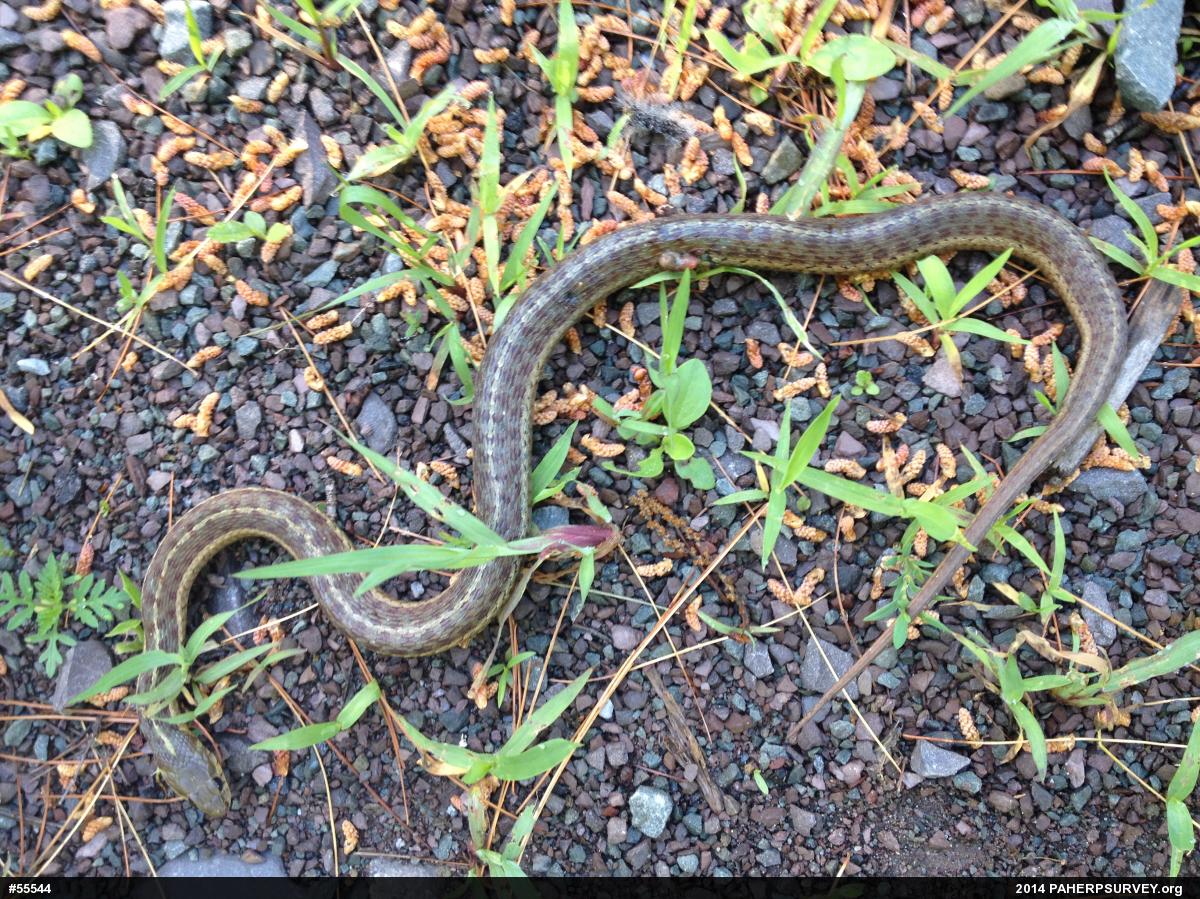 Eastern Gartersnake
