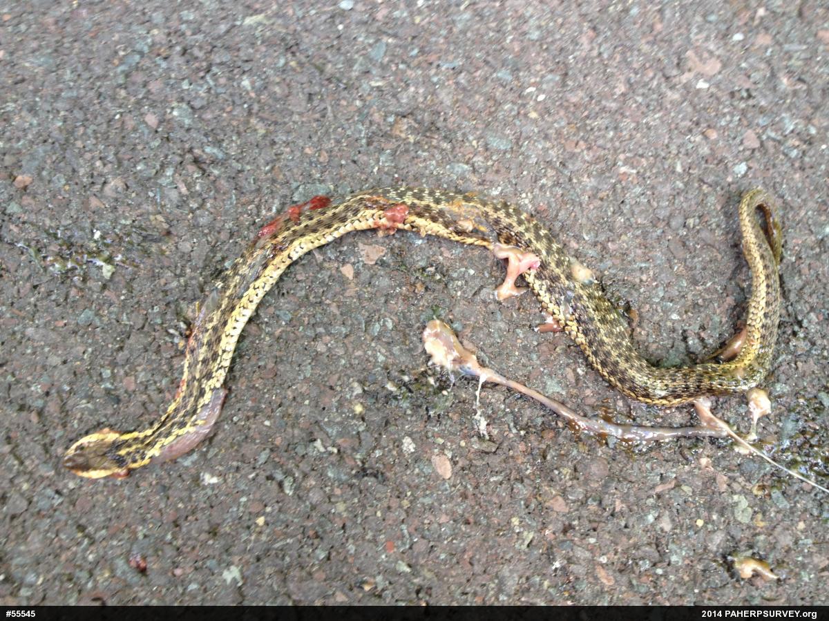 Eastern Gartersnake