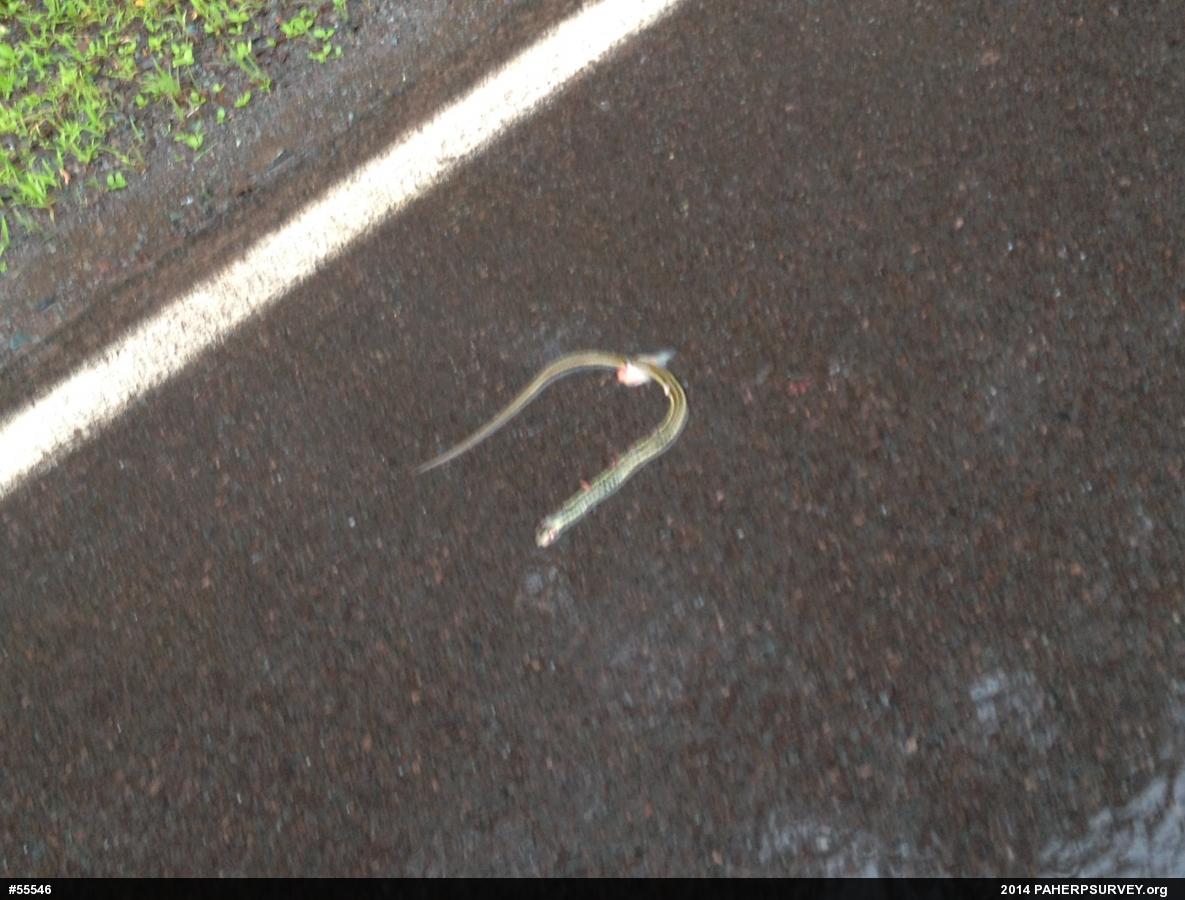 Eastern Gartersnake
