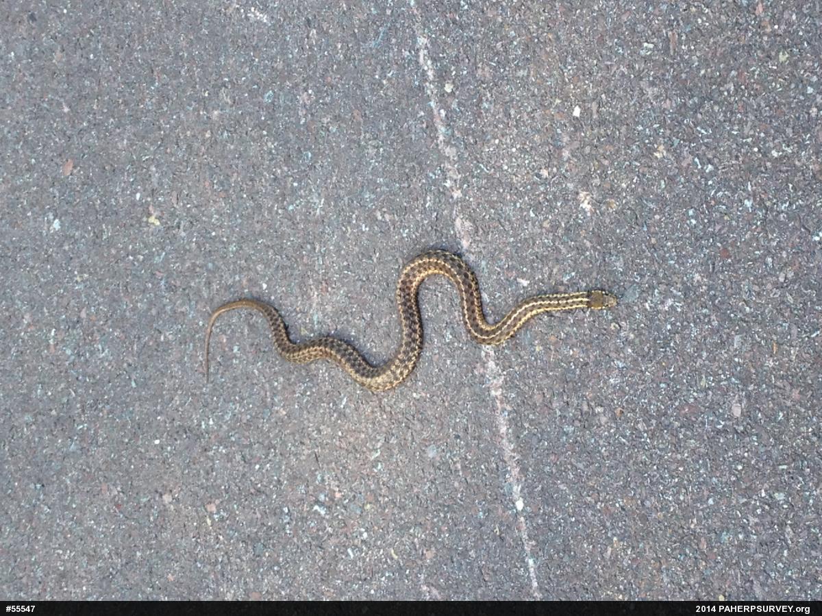 Eastern Gartersnake