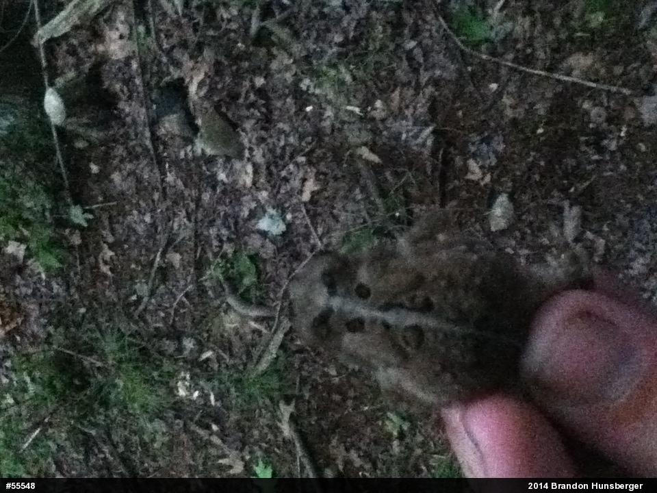 Eastern American Toad