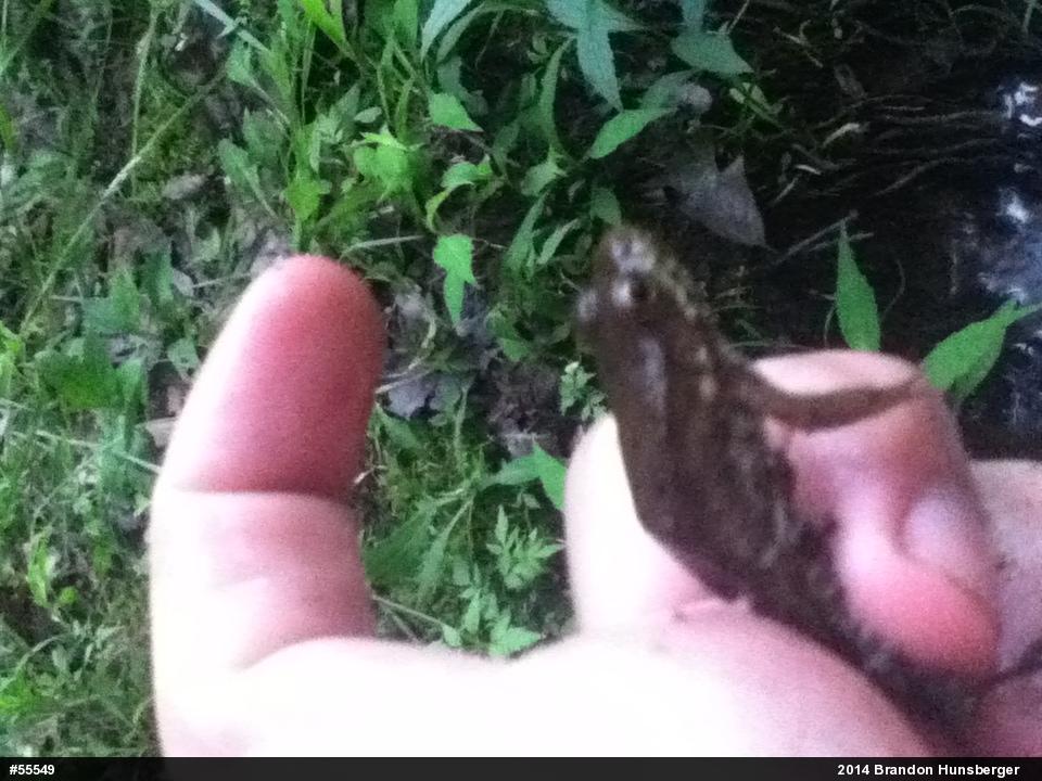 Green Frog