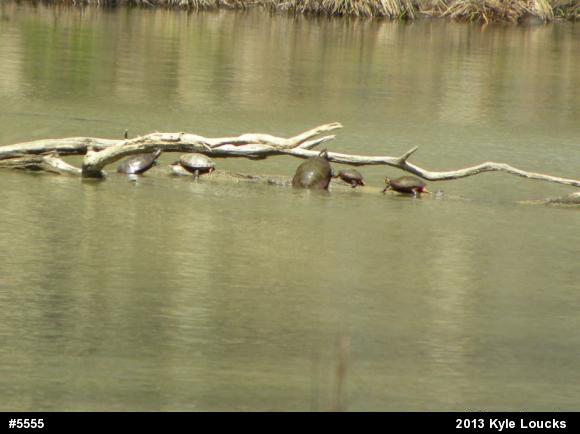 Painted Turtle