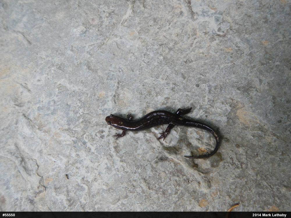 Allegheny Mountain Dusky Salamander