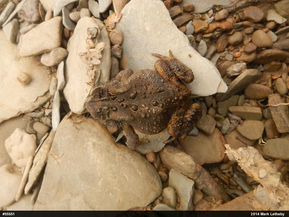 Eastern American Toad