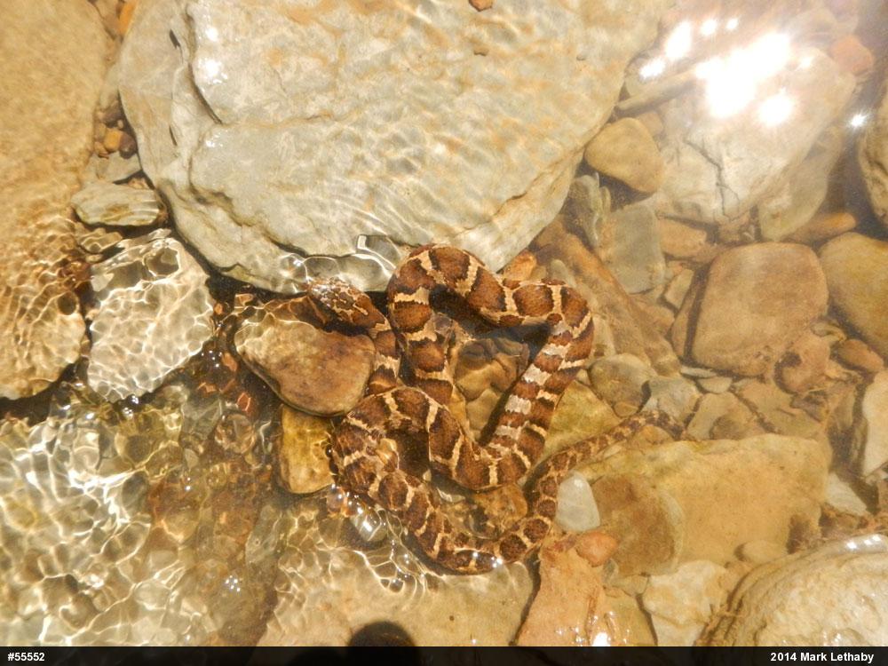 Northern Watersnake
