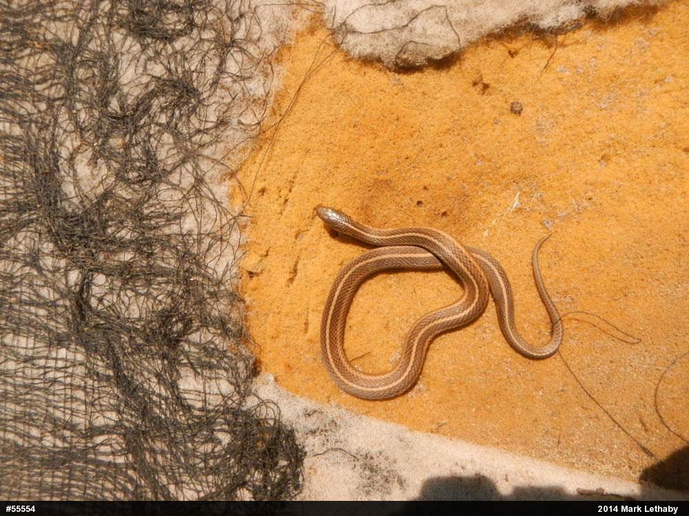 Shorthead Gartersnake