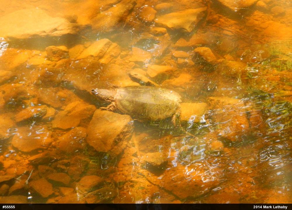 Snapping Turtle
