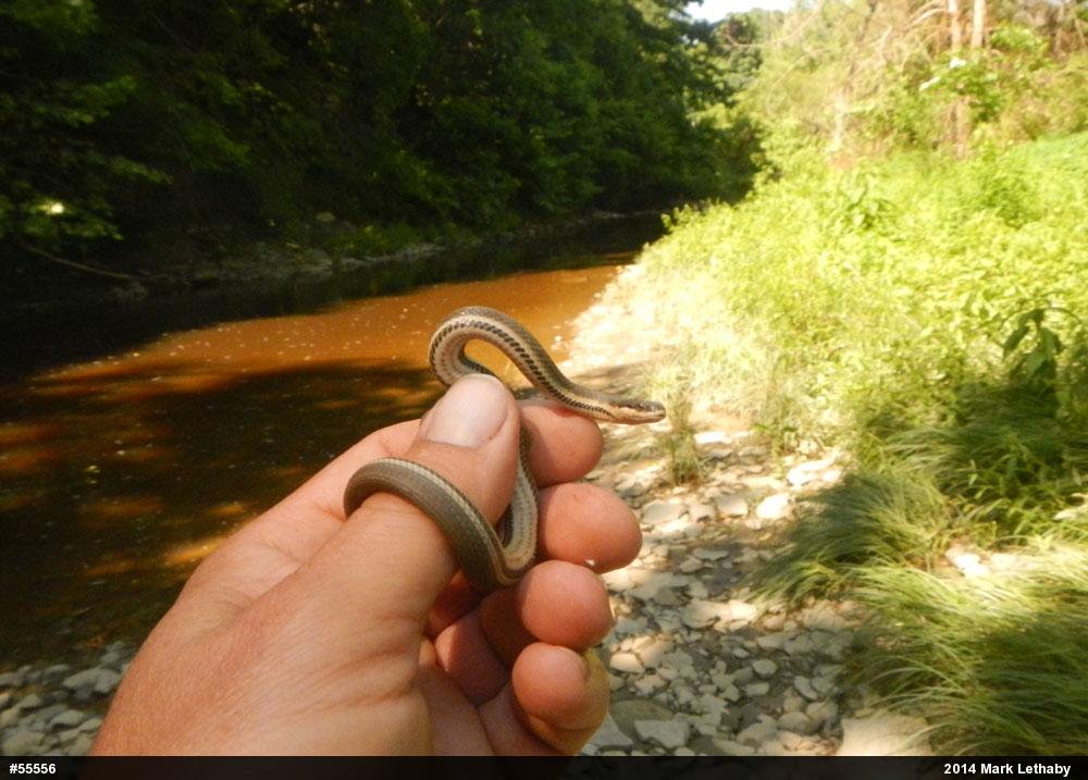 Queensnake