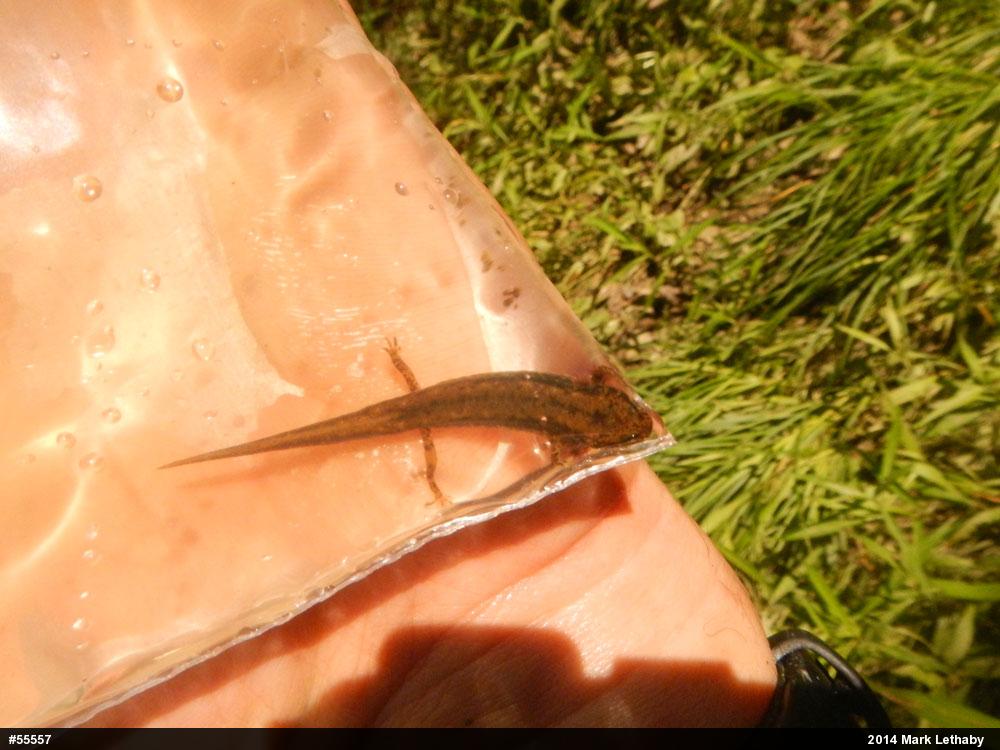Northern Two-lined Salamander